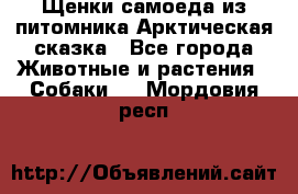 Щенки самоеда из питомника Арктическая сказка - Все города Животные и растения » Собаки   . Мордовия респ.